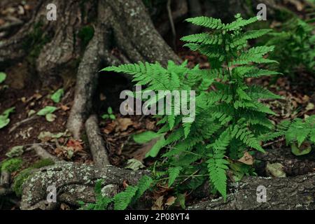 Fern con foglie verdi che crescono vicino all'albero nella foresta Foto Stock