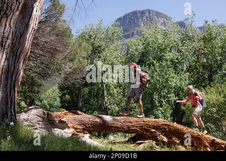 Felice coppia diversa con zaini trekking nella natura selvaggia, camminando lungo gli alberi caduti nella foresta Foto Stock