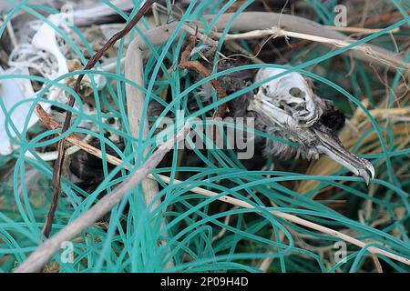 Scheletro di shearwater svolazzante impigliato in attrezzi da pesca scartati Foto Stock