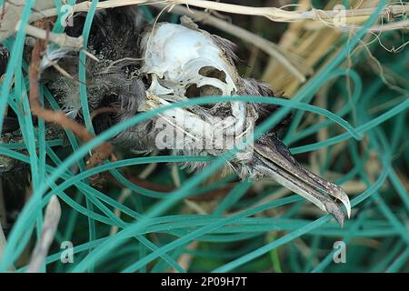 Scheletro di shearwater svolazzante impigliato in attrezzi da pesca scartati Foto Stock