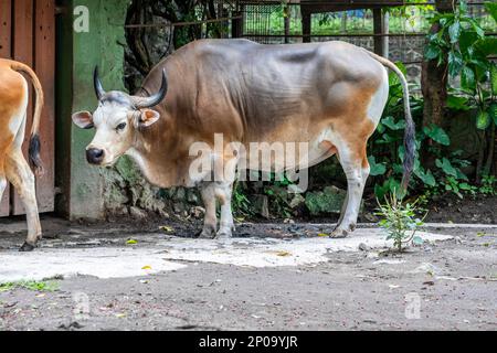 L'immagine di primo piano di Banteng. È una specie di bestiame selvatico che si trova nel sud-est asiatico. Trovato su Java e Bali in Indonesia; i maschi sono neri e fe Foto Stock