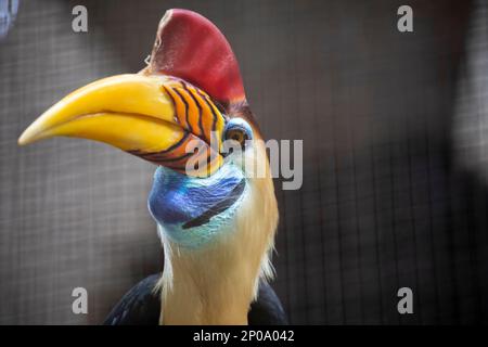 L'immagine closeup del maschio knobbed hornbill (Rhyticeros cassidix). È un oroscopo colorato nativo dell'Indonesia Foto Stock