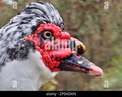 Primo piano di un'anatra moscovy bianca e nera con una faccia rossa. Fotografato in profilo con una profondità di campo bassa. Foto Stock