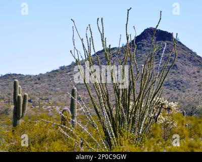 Alto cactus Saguaro e Ocotillo nel Sonoran Desert National Monument, Arizona centrale. Foto Stock