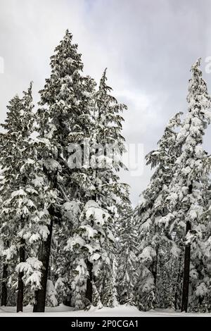 WA23174-00...WASHINGTON - pista da sci di fondo che attraversa la foresta in cima al Monte Amabilis nella Wenatchee National Forest. Foto Stock