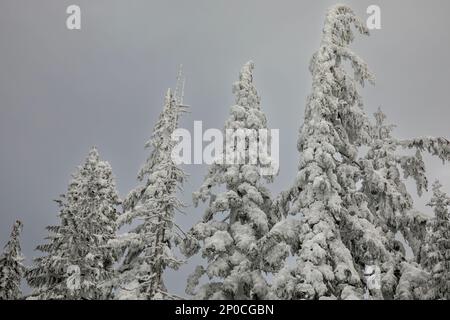 WA23175-00...WASHINGTON - alberi intonacati di neve alla cima del monte Amabilis nella foresta nazionale di Okanogan-Wenatchee. Foto Stock