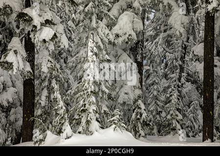 WA23177-00...WASHINGTON - neve pesante coperta su alberi vicino alla cima del Monte Amabilis nella foresta nazionale di Okanogan-Wenatchee. Foto Stock