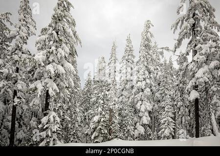 WA23178-00...WASHINGTON - neve pesante coperta su alberi vicino alla cima del Monte Amabilis nella foresta nazionale di Okanogan-Wenatchee. Foto Stock