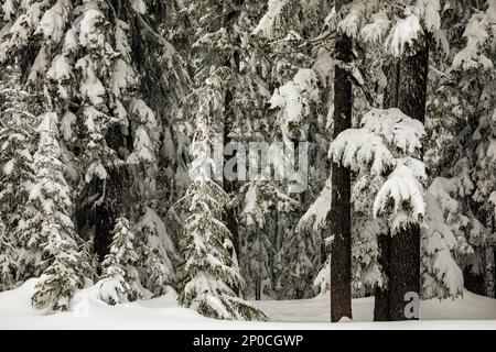 WA23179-00...WASHINGTON - neve pesante coperta su alberi vicino alla cima del Monte Amabilis nella foresta nazionale di Okanogan-Wenatchee. Foto Stock