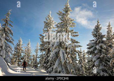 WA23193-00...WASHINGTON - sciatore di fondo che scia attraverso la neve fresca in giro sul monte Amabilis nella foresta nazionale di Wenatchee. Foto Stock