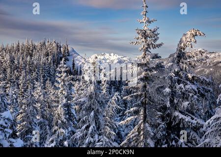 WA23200-00...WASHINGTON - alberi coperti di neve e ghiaccio sulla montagna di Amabilis nella foresta nazionale di Okanogan-Wenatchee. Foto Stock