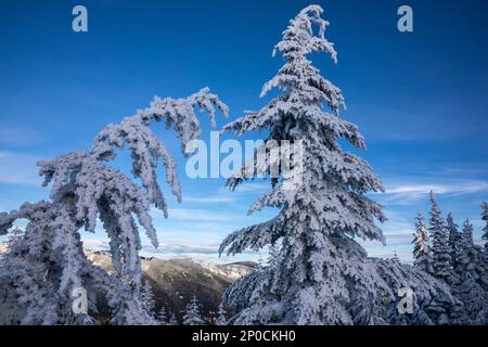 WA23202-00...WASHINGTON - alberi coperti di neve e ghiaccio sulla montagna di Amabilis nella foresta nazionale di Okanogan-Wenatchee. Foto Stock