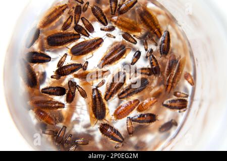 Gruppo di scarafaggi tedeschi di diverse età. Bello sfondo di motivo scarafaggi morti su bianco. Scarafaggi di diverse fasi di sviluppo Foto Stock