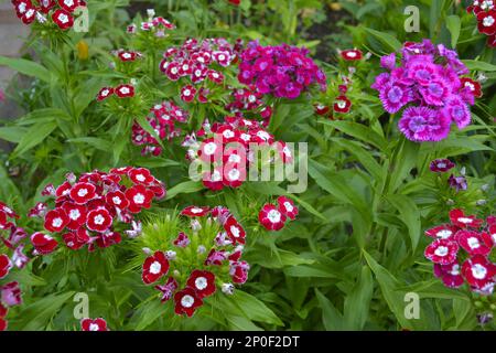 Garofani bearded fiorendo nel giardino Foto Stock