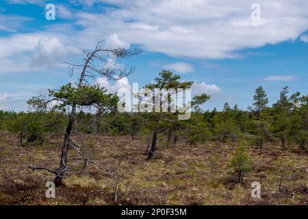 Riserva naturale di Schwarzes Moor, palude sopraelevata, Rhoen Unesco Biosfera Riserva, Fladungen, Baviera, Germania Foto Stock