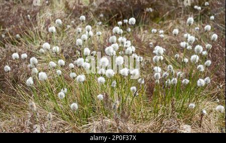 Riserva naturale di Schwarzes Moor, palude sopraelevata, Rhoen Unesco Biosfera Riserva, Fladungen, Baviera, Germania Foto Stock