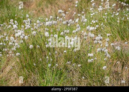 Riserva naturale di Schwarzes Moor, palude sopraelevata, Rhoen Unesco Biosfera Riserva, Fladungen, Baviera, Germania Foto Stock