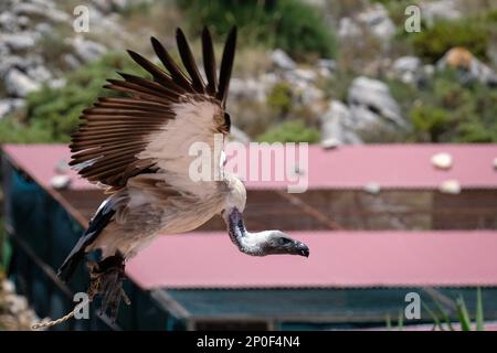 Condor andino giovanile (Vultur gryphus) Foto Stock