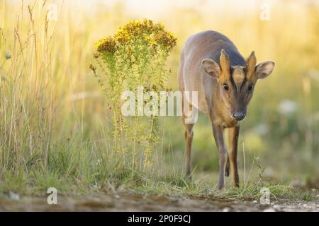 Muntjac cinese (Muntiacus reevesi) ha introdotto specie, maschio sulla corsia di campagna, Norfolk meridionale, Regno Unito Foto Stock