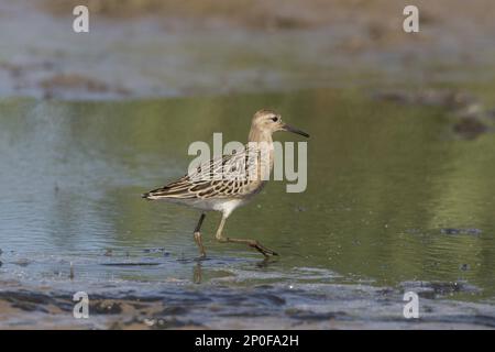 Ruff (Philomachus pugnax) Giovanile, Deepdale Marsh Norfolk Foto Stock