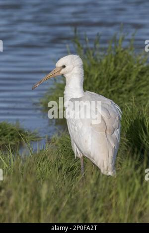 Spatola eurasiatica (Platalea leucorodia) giovanile, Deepdale Marsh Norfolk Foto Stock