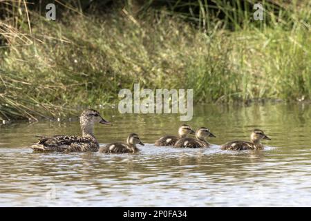 Gadwall (Anas strepera) femmina con anatroccoli, Deepdale Marsh Norfolk Foto Stock