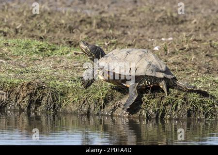 Scripta elegans, tartarughe ornamentali dal ghepardo rosso (Pseudemys), tartaruga ornamentale dal ghepardo rosso, dal ghepardo rosso Foto Stock