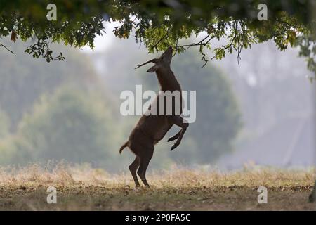 Cervo rosso (Cervus elaphus) che anela, in piedi sulle zampe posteriori per nutrirsi delle foglie, Bushy Park, Richmond upon Thames, Londra, Inghilterra, Regno Unito Foto Stock