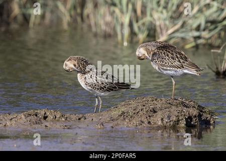 Giovani Ruffs (Philomachus pugnax) preening, Deepdale Marsh Norfolk fine estate Foto Stock