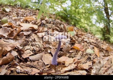 Corpo fruttifero dell'ametista ingannatore (Laccaria ametistina), che cresce in mezzo a foglie di lettiera in boschi decidui, Cannock Chase, Staffordshire, Inghilterra Foto Stock