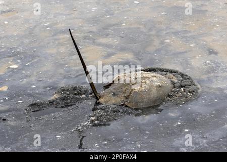 Granchio a ferro di cavallo Atlantico adulto in acque poco profonde con coda rialzata, Cape May, East Coast USA, Limulus polyphemus Foto Stock