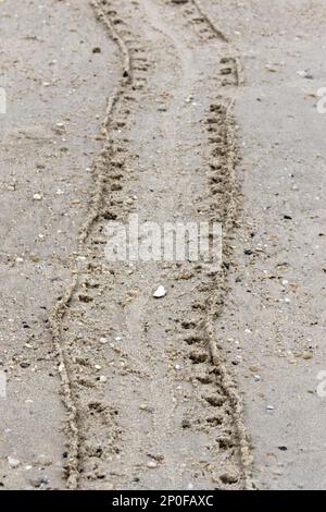 Animali, altri animali, granchi di Arrowhead, tracce nella sabbia da un granchio di ferro di cavallo Atlantico, polifemo di Limulus Foto Stock