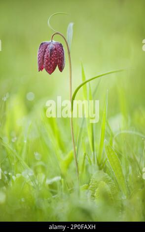 fritillary (Fritillaria meleagris), fiorente a testa di serpente, che cresce a bordo strada, Instow, North Devon, Inghilterra, Regno Unito Foto Stock