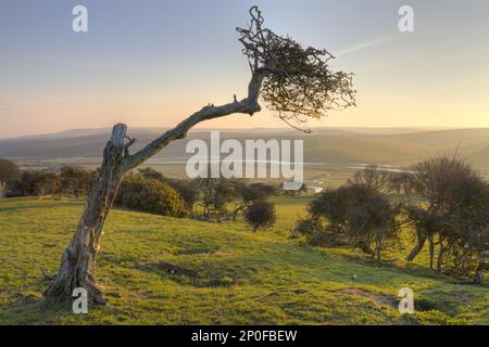 Vista della valle di Cuckmere all'alba. Vicino a Seaford, South Downs, East Sussex, Inghilterra, Regno Unito Foto Stock