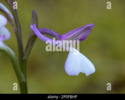 Syriaca, orchidea siriana dalle ali verdi (Orchis morio), Orchidee, Orchis Syriaca primo piano di un fiore singolo, Cipro, marzo 2015 Foto Stock
