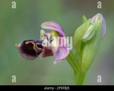 Umbilicata, Ragwort del Carmelo, Ragwort dell'Attico, Orchidee Umbilicata primo piano del fiore, Cipro, marzo 2015 Foto Stock