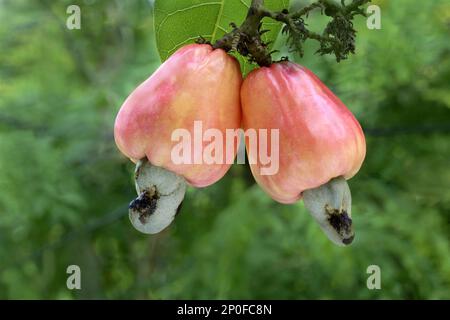 Anacardi (Anacardium occidentale) primo piano di due frutti di maturazione con noci, Trivandrum, Distretto di Thiruvananthapuram, Kerala, India Foto Stock