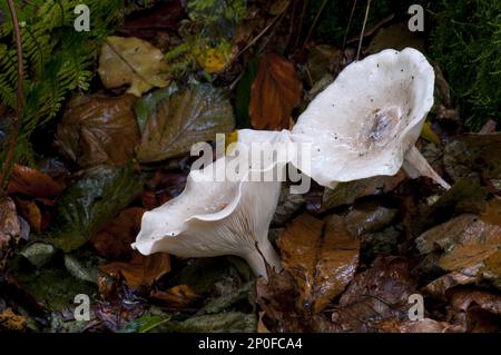 Fungo a imbuto nuvoloso (Clytocybe nebularis) che cresce in Clumber Park, Nottinghamshire Foto Stock