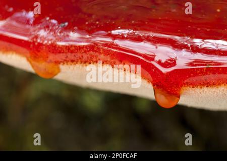 Primo piano sulle gocce di sangue che si gocciolano sul bordo di un fungo di bistecca (Fistulina hepatica) che cresce su un albero caduto morto nella Nuova Foresta Foto Stock