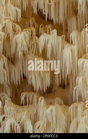 Dettaglio in primo piano del corpo fruttifero del raro dente di corallo (Hericium coralloides) fungo che cresce nella New Forest, Hampshire Foto Stock