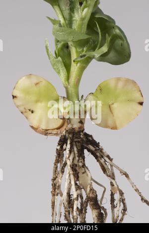 Pianta giovane di fagiolo largo (Vicia) faba, con semi germinati spaccati per mostrare la riserva alimentare e foglie e radici precoci Foto Stock