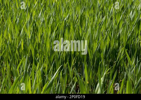 Giovani coltivazioni di grano al barbuto allo stadio 30, Berkshire Foto Stock