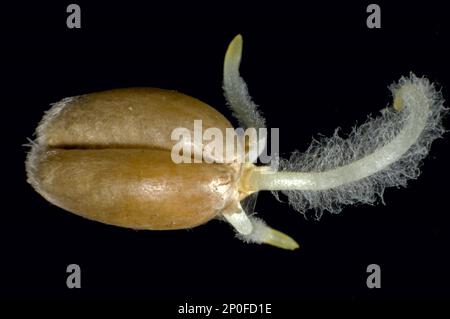 Germinante di grano invernale (Triticum aestivum), con radicola, peli di radice e crescita coleoptile in via di sviluppo Foto Stock