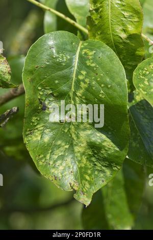 Danni precoci causati da acari blister di foglie di pera, Eriophyes pyri, alle foglie di un albero di pera, Berkshire Foto Stock