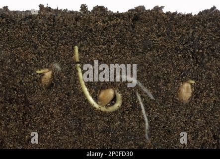 Semi di grano germinanti in un contenitore di vetro-sided e mostrando radice e sviluppo di aria Foto Stock