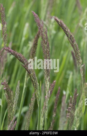 Nebbia dello Yorkshire (Hollus lanatus), erbe fiorite in un prato Foto Stock