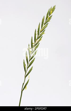 Erba del lettino (Elymus repens), punta fiorente di importanti erbacce agricole Foto Stock