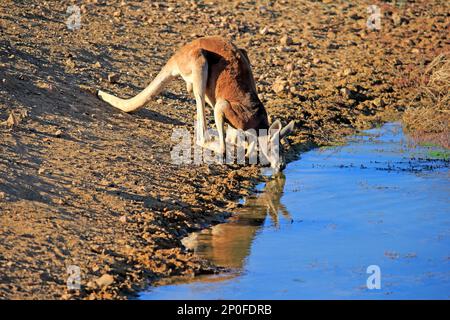 Canguro rosso (Macropus rufus), adulto maschio bere presso l'acqua, Sturt National Park, New South Wales, Australia Foto Stock