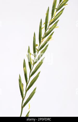 Erba del lettino (Elymus repens), punta fiorente di importanti erbacce agricole Foto Stock