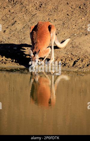 Canguro rosso (Macropus rufus), adulto maschio bere presso l'acqua, Sturt National Park, New South Wales, Australia Foto Stock